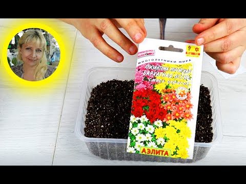 Ako zasadiť trvalé sadenice chryzantémy