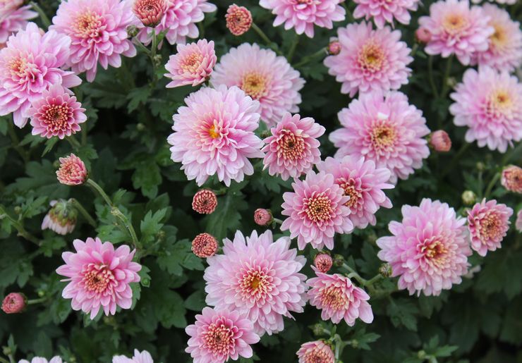 Chrysanthemum plante