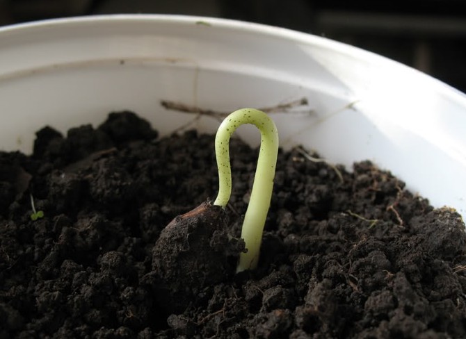 Hovedopgaven for den fjerde periode er at plante en knogle