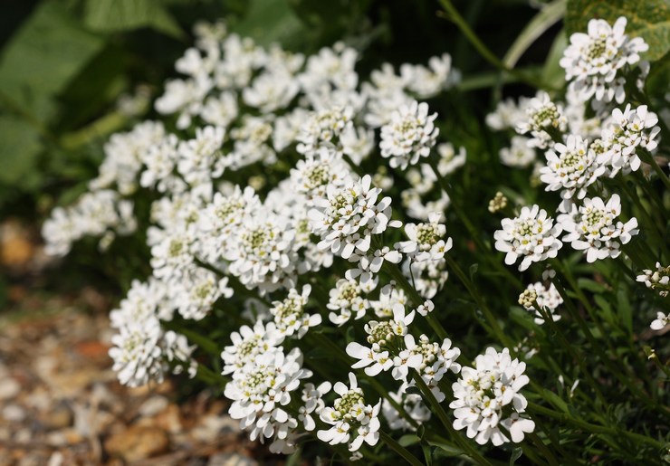 Iberis blomst - plantning og pleje i det åbne felt. Dyrkning af Iberis fra frø, formeringsmetoder. Beskrivelse, typer. Foto