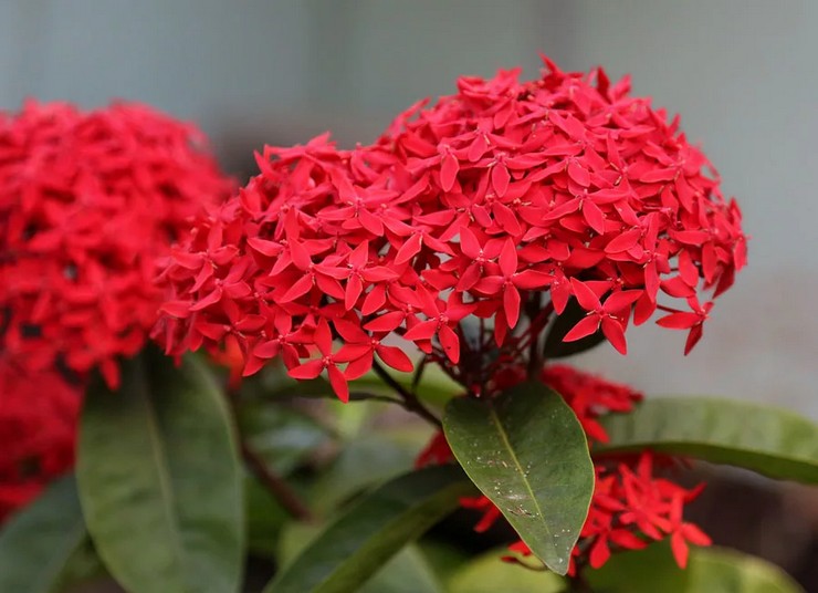 Ixora plante