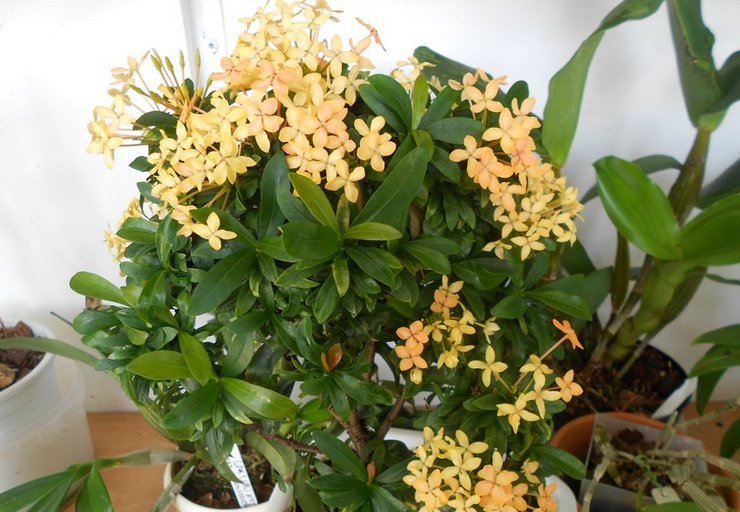 أعلى خلع الملابس ixora