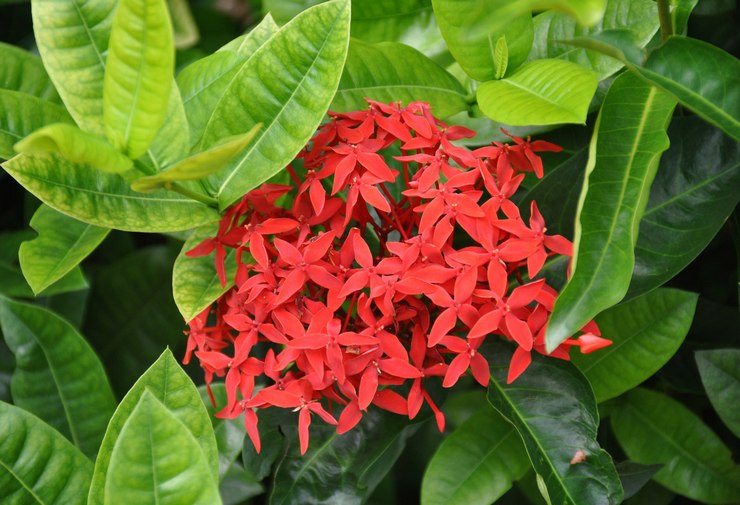 Ixora (Skovens flamme)