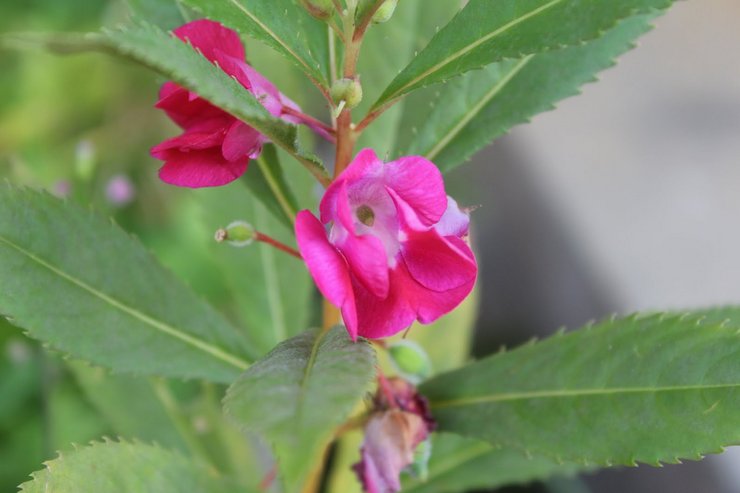 Impatiens بلسمي