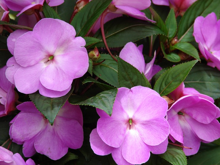 Impatiens هوكر