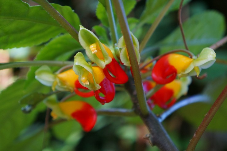 Impatiens النيامى