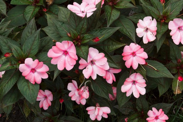 Impatiens بيترز