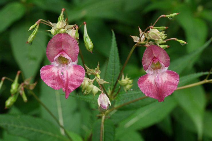 Jernbærende impatiens