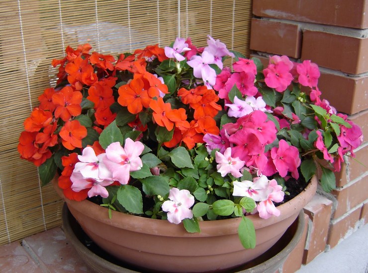 Impatiens