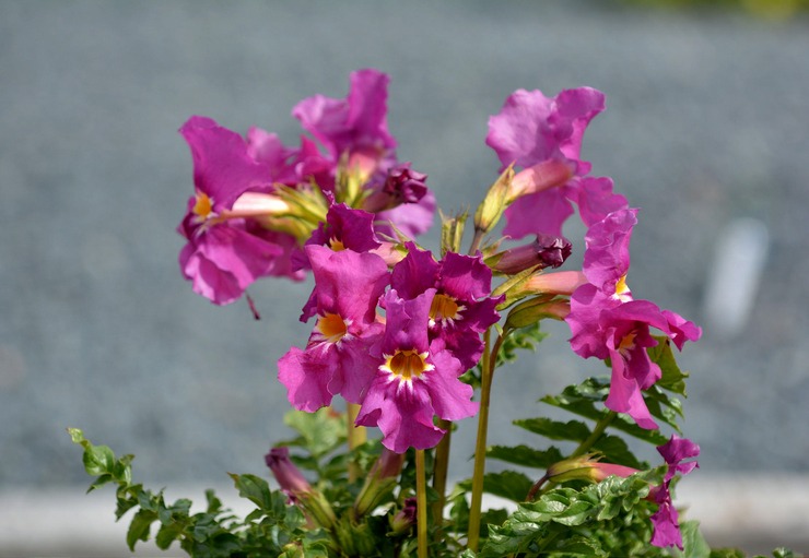 Incarvillea: plantning og pleje i det åbne felt, dyrkning, fotos og arter