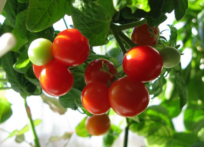 En interessant måde at dyrke tomatplanter på uden jord
