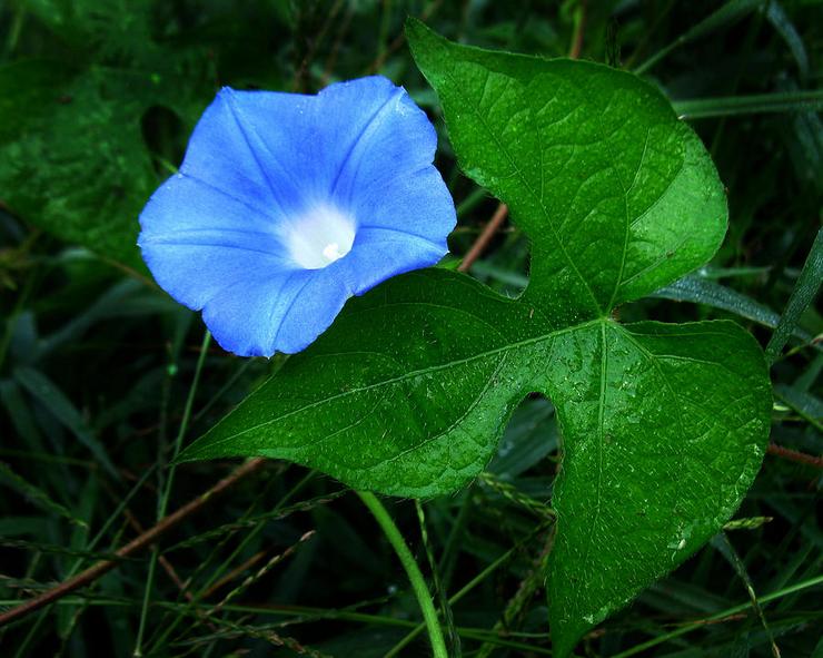 Ipomoea muratti