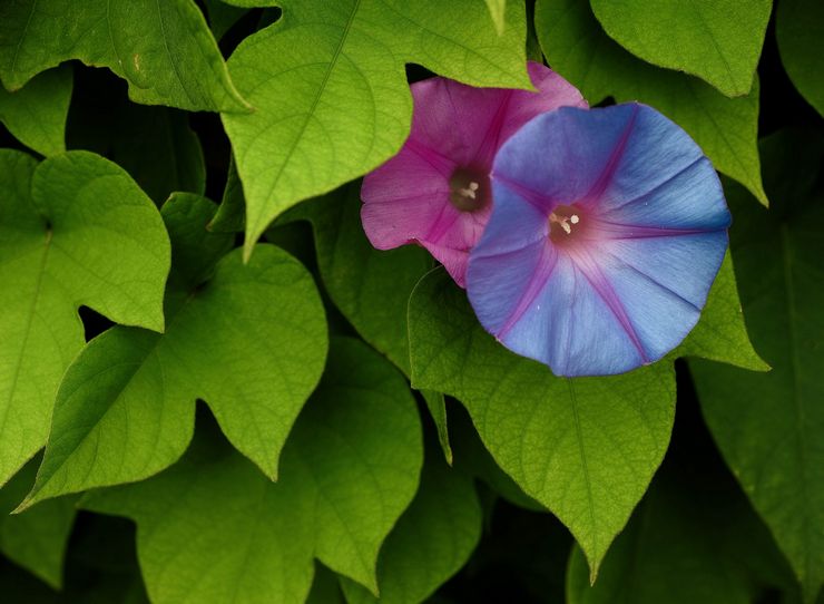 Beskrivelse af morning glory