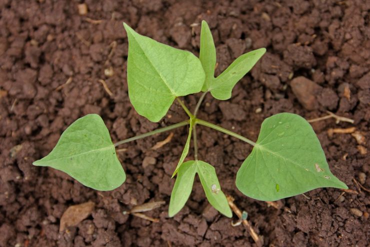 Plantning af morning glory i åbent terræn