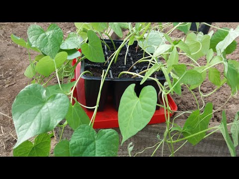 Morning herlighed. Plantning af Ipomoea -frøplanter i åben jord