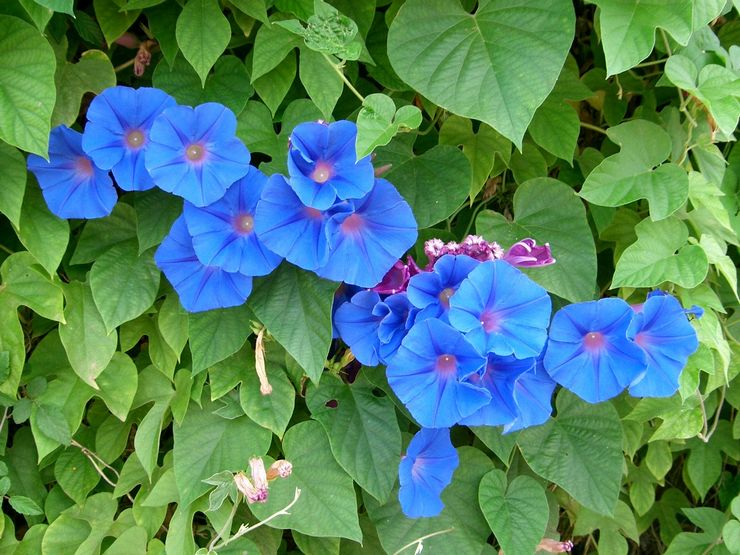 Morning glory plante