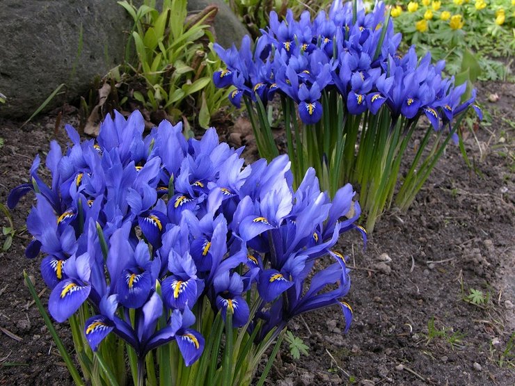 Plantning og pleje af iridodictium på det åbne felt