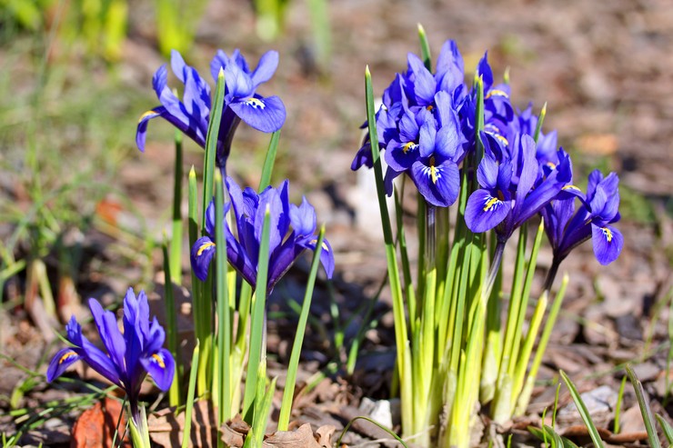 Iridodictium - plantning og pleje i det åbne felt. Dyrkning af iridodictium, formeringsmetoder. Beskrivelse, typer. Foto