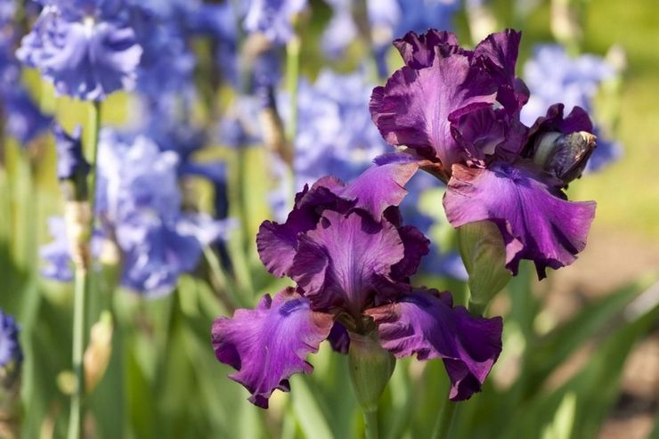 Parrakas iiris