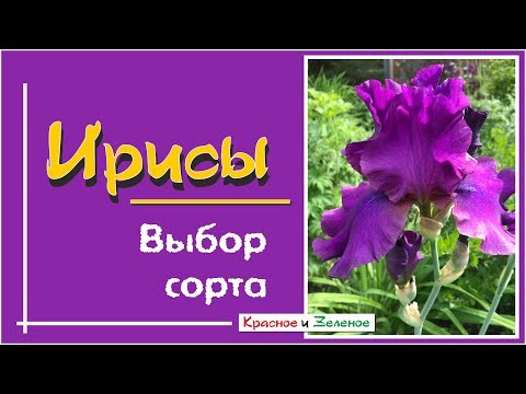 IRISES. Kuinka valita paras lajike puutarhaasi?