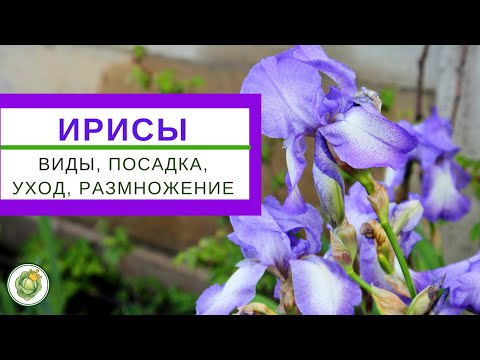 IRISES - sorter, plantning, pleje, reproduktion