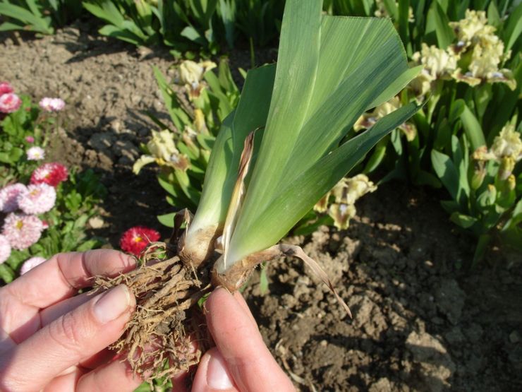 Plantning af iris i åbent terræn