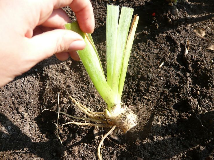 Plantning af iris om foråret