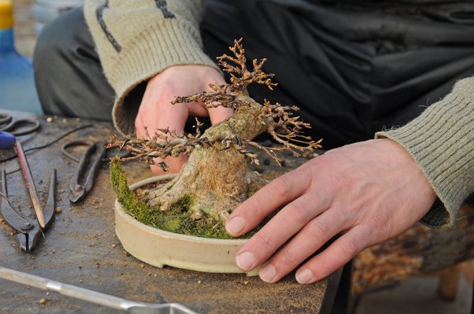 Bonsai -ohjeet ja tyylit
