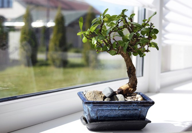 Sådan plantes og dyrkes et bonsai -bonsai -træ derhjemme.