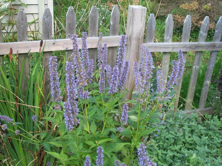 Hyssop pleje