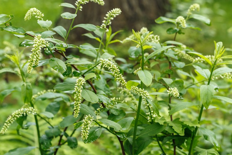 Itea virginskaya - plantning og pleje i det åbne felt. Dyrkning af Itea, formeringsmetoder. Beskrivelse, typer. Foto