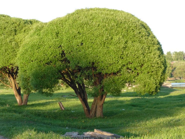 Ιτιά εύθραυστη