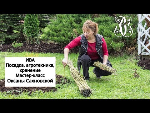Pil. Plantning, landbrugsteknologi, opbevaring. Mesterklasse af Oksana Sakhnovskaya