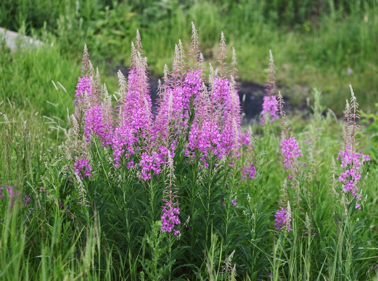 Ivan čaj (fireweed)
