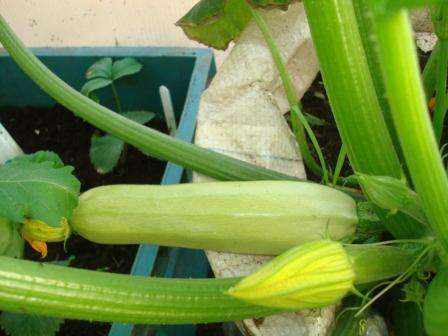 Fordelene ved denne dyrkningsmetode er, at poserne med courgette kan installeres overalt i landet og endda omarrangeres, hvis det er nødvendigt. Frugterne vil ikke ligge på overfladen af ​​jorden, men nær posen,