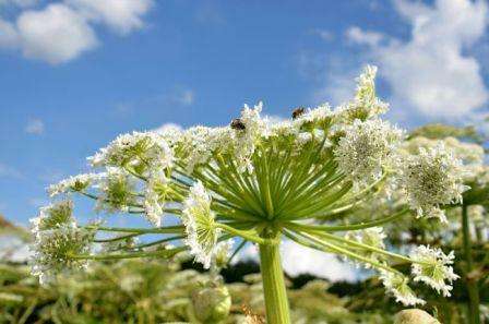 Hvordan man håndterer hogweed i deres sommerhus