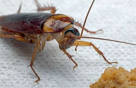 Hurtige hjemmekontrolmetoder til kakerlakker