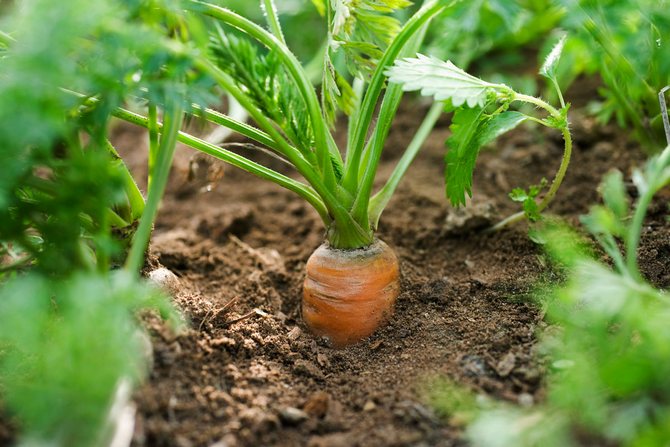 Kuinka käsitellä porkkanatuholaisia ​​ilman kemikaaleja