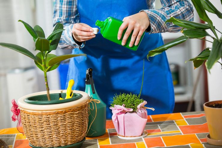 Hvordan og hvad skal stimulere blomstringen af ​​planter