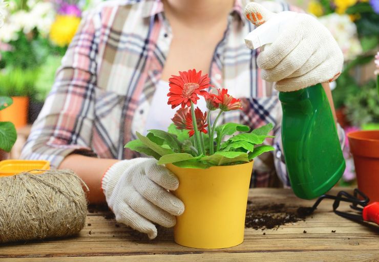 Blomstrende indendørs planter