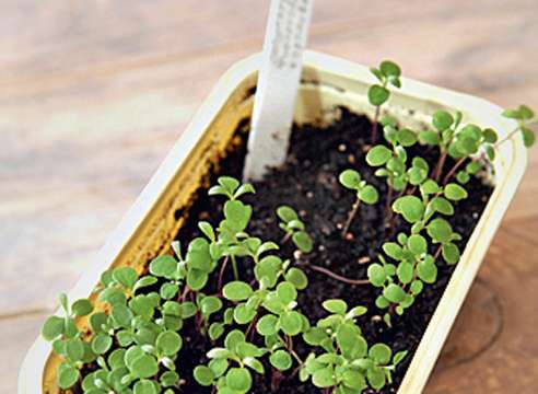 lobularia vokser fra frø, når de skal plantes