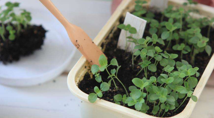 lobularia από σπόρους στο σπίτι