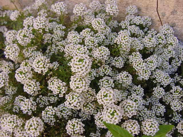 blomster lobularia plantning og pleje fotos