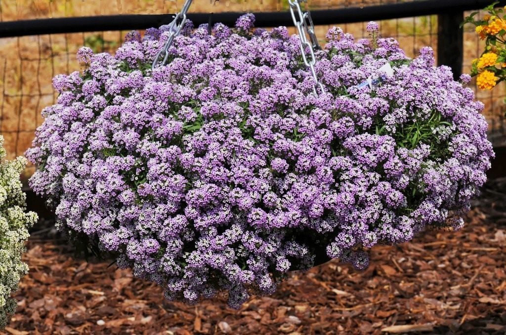 lobularia plantning og pleje i det åbne felt