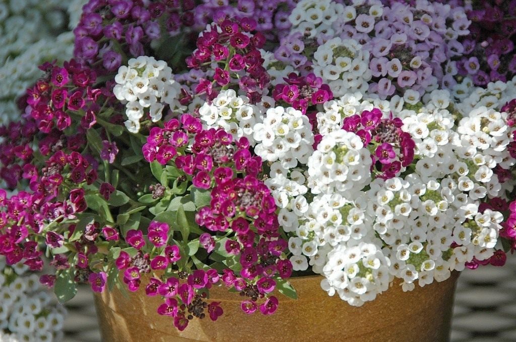 lobularia vokser fra frø, når de skal plantes