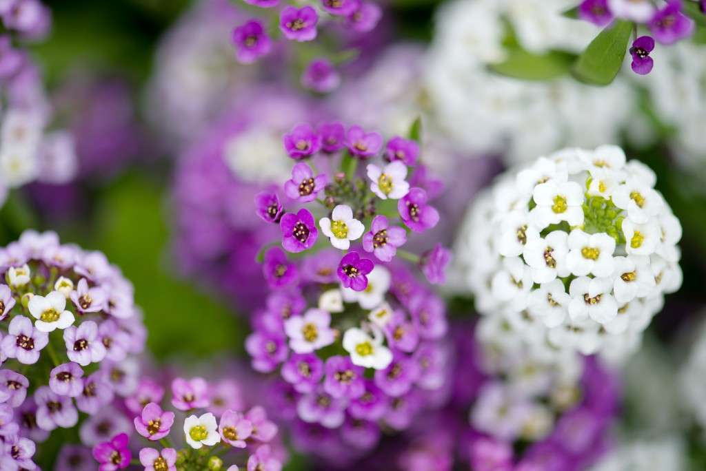 lobularia plante- og plejefotos