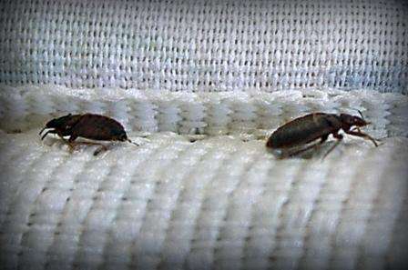 Okrem aerosólov existujú insekticídne pastelky a prášky, ktoré sa široko používajú na liečbu veľkých miestností od ploštice domácej. Najpopulárnejšie ceruzky sú Mashenka, Chlorophos a Neopin. Všetko