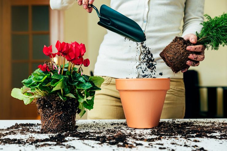 Korrekt blomsterpleje