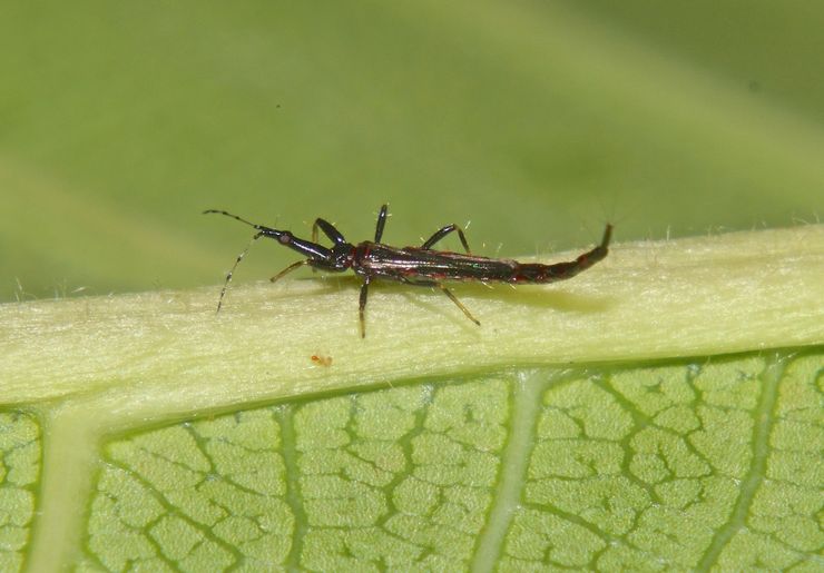 Thrips