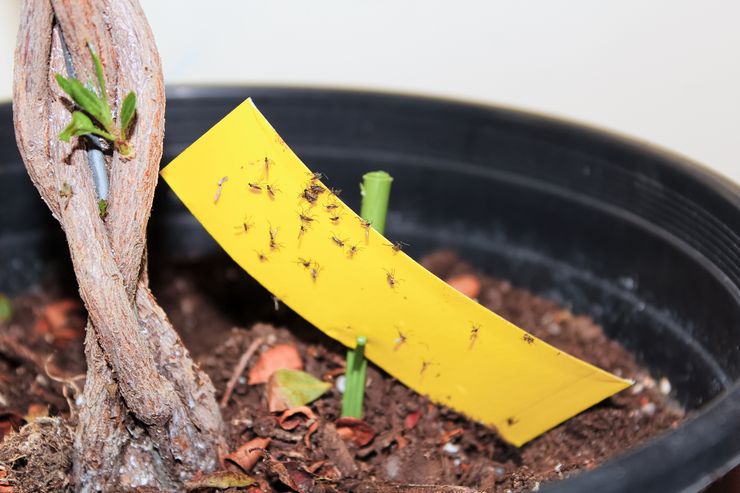 Sådan slipper du af med midges i indendørs blomster